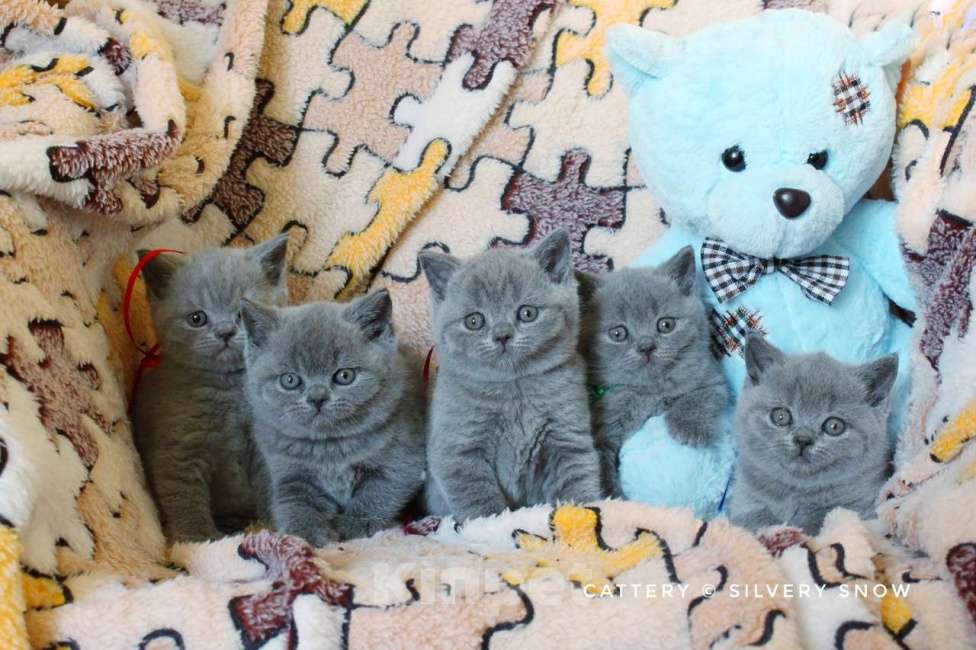 Кошки в Москве: Чистокровные голубые британцы Девочка, 60 000 руб. - фото 1