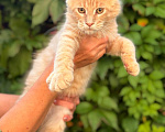 Кошки в Москве: Котята Мейн-кун Мальчик, 35 000 руб. - фото 2
