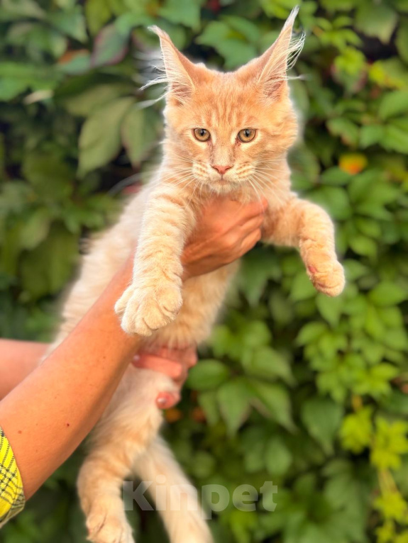 Кошки в Москве: Котята Мейн-кун Мальчик, 35 000 руб. - фото 2