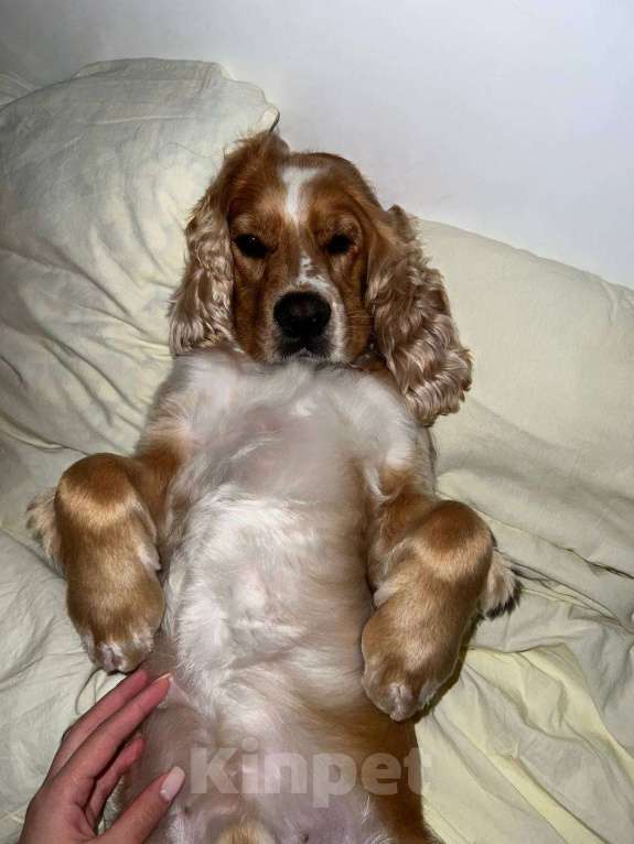 Собаки в Москве: Кокер-спаниель в добрые руки. Мальчик, Бесплатно - фото 3