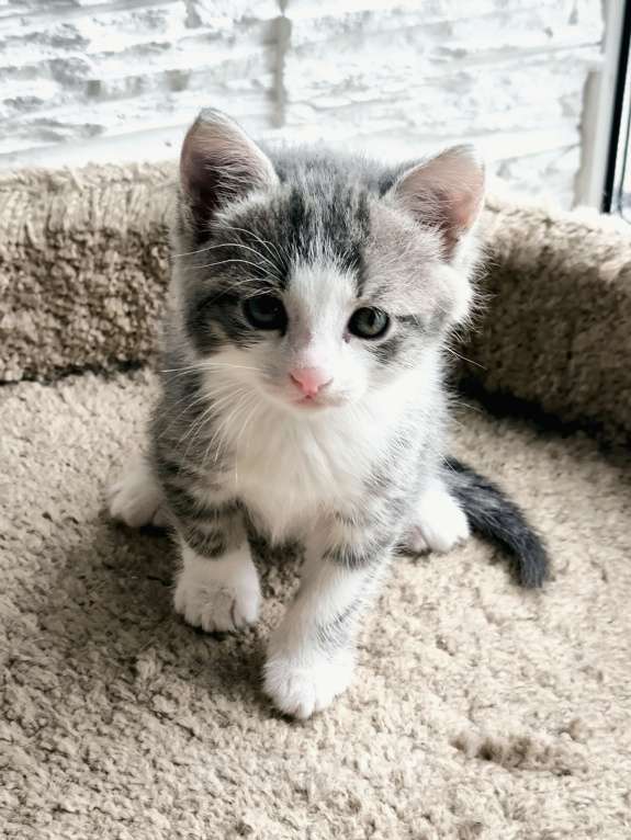 Кошки в Москве: Котята в добрые руки Девочка, Бесплатно - фото 7