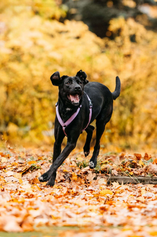 Собаки в Москве: Собака бесплатно Москва Девочка, Бесплатно - фото 5