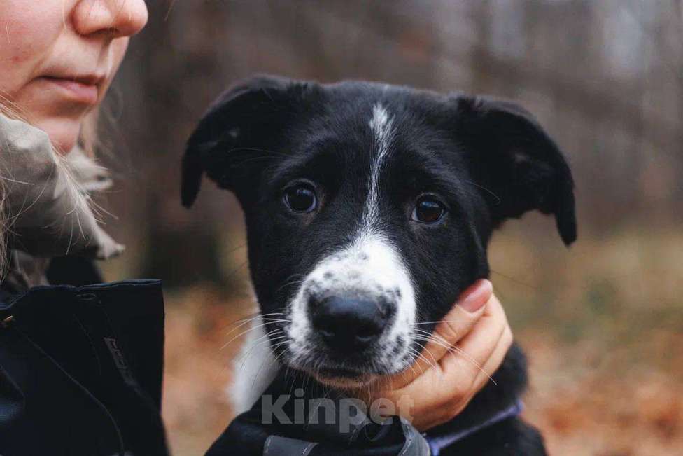 Собаки в Москве: Фелисити - девочка, 2 месяца, ищет дом  Девочка, Бесплатно - фото 3