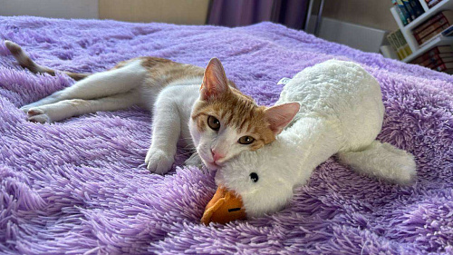 Милый котенок срочно ищет дом