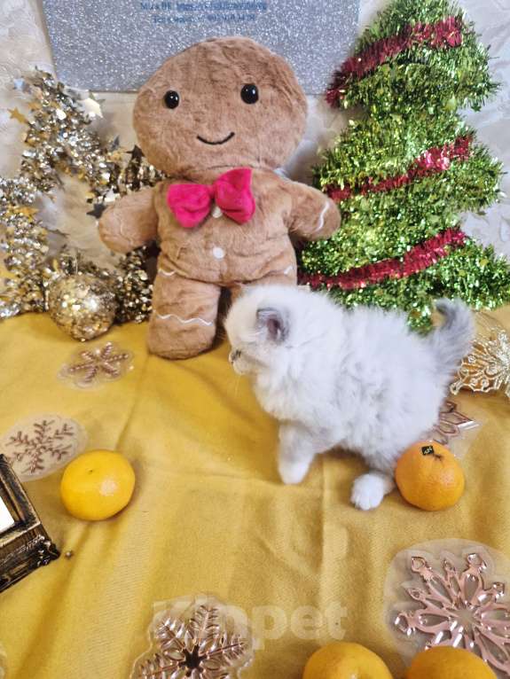 Кошки в Москве: Малейшие девочки Рэгдолл Девочка, 65 000 руб. - фото 3