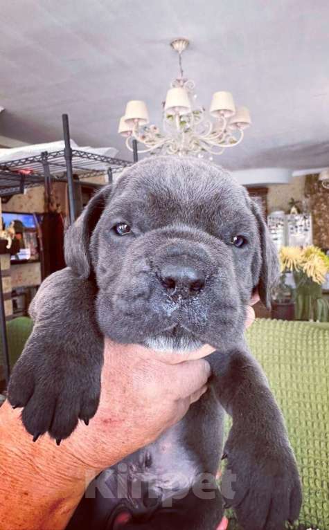 Собаки в Краснодаре: Щенки Кане Корсо питомник  Мальчик, Бесплатно - фото 2