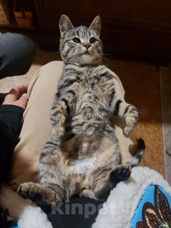 Кошки в других городах Московской области: Космическая одноглазая кошка (котенок) Девочка, 1 руб. - фото 2