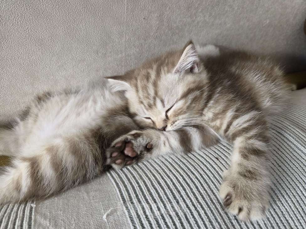 Кошки в Москве: Британские короткошёрстные котята Девочка, 47 000 руб. - фото 2