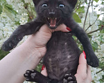 Кошки в Москве: Чёрный котёнок в добрые руки Мальчик, Бесплатно - фото 4
