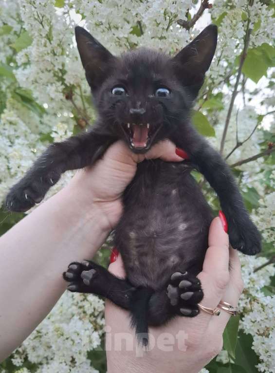 Кошки в Москве: Чёрный котёнок в добрые руки Мальчик, Бесплатно - фото 4