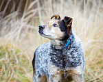 Собаки в Химках: Тино пес из приюта Мальчик, Бесплатно - фото 4