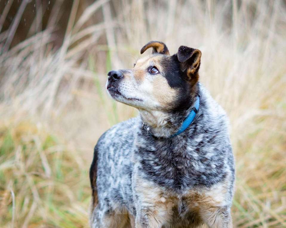 Собаки в Химках: Тино пес из приюта Мальчик, Бесплатно - фото 4