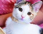 Кошки в Пскове: Отдам кошечку в добрые руки Девочка, Бесплатно - фото 1