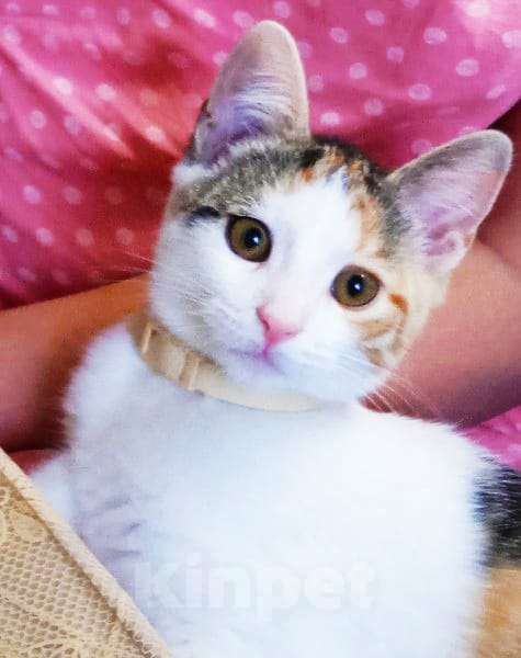 Кошки в Пскове: Отдам кошечку в добрые руки Девочка, Бесплатно - фото 1