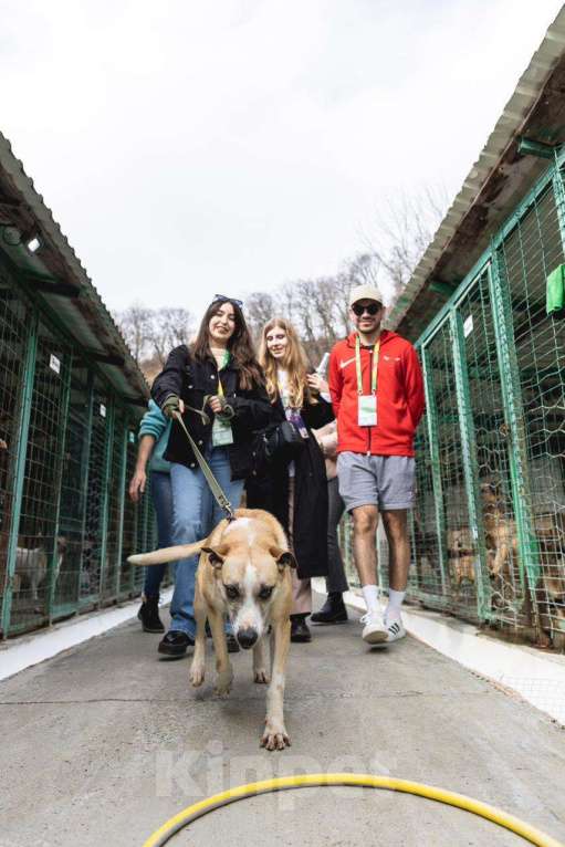 Собаки в других городах Краснодарского края: Джина из приюта Поводог Сочи Девочка, Бесплатно - фото 4