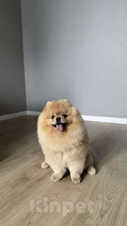 Собаки в Санкт-Петербурге: Шпиц Элвис ищет подругу для вязки Мальчик, 1 руб. - фото 4