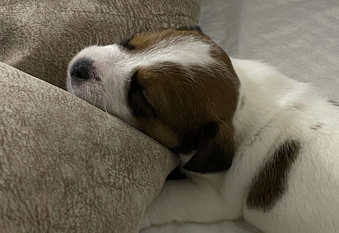 Джек Рассел