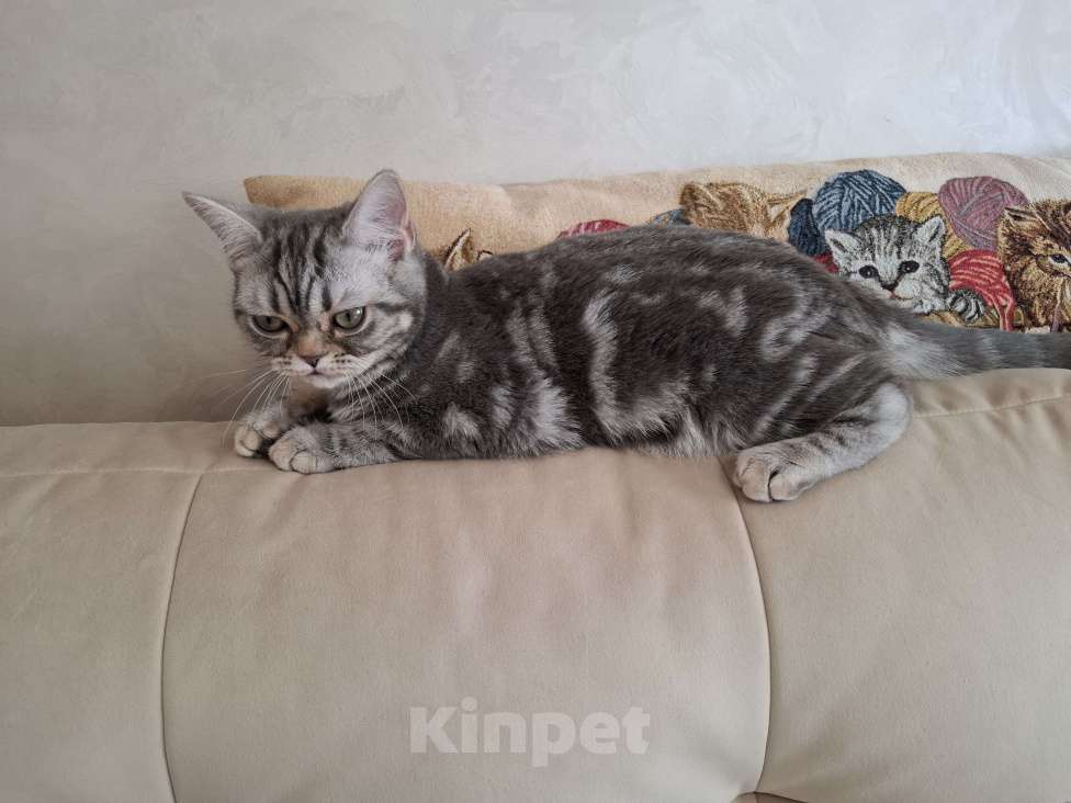 Кошки в Москве: Продажа американских короткошерстных котят Девочка, 70 000 руб. - фото 4