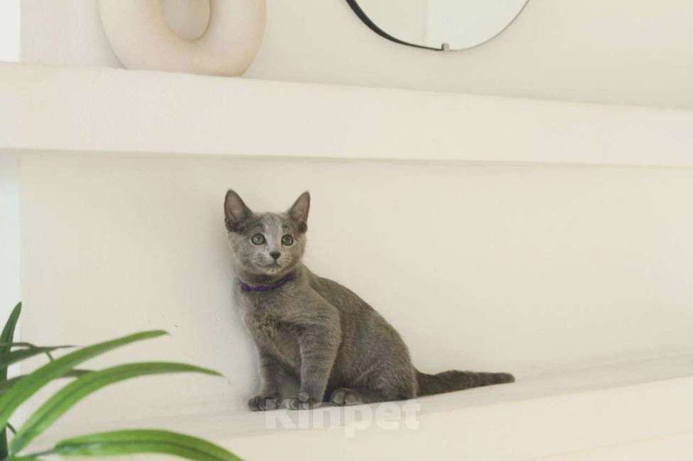 Кошки в Москве: Русский голубой котенок Мальчик, 60 000 руб. - фото 2