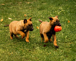 Собаки в Москве: Прекрасные щенки, девочки Малинуа (Бельгийские овчарки) Девочка, 120 000 руб. - фото 4