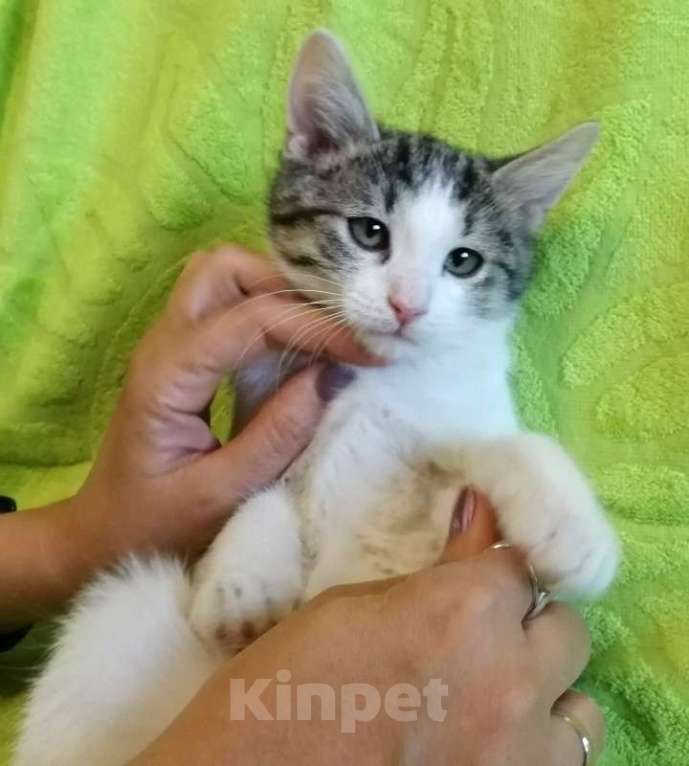 Кошки в Москве: Красивый котенок Крис в добрые руки Мальчик, Бесплатно - фото 3