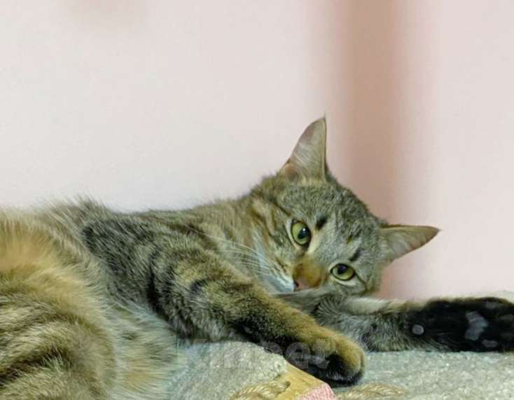 Кошки в Москве: Ласковый молодой рысенок Тëпа Мальчик, Бесплатно - фото 2