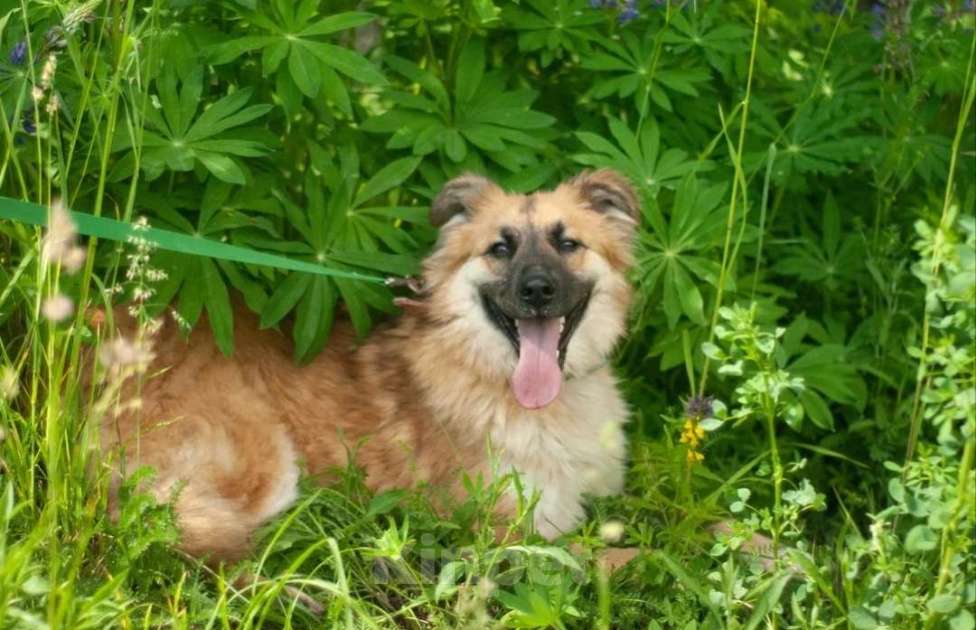 Собаки в Истре: Молодая, ласковая Варежка в добрые руки  Девочка, Бесплатно - фото 2