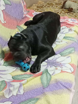 Продам щенка Корсо 