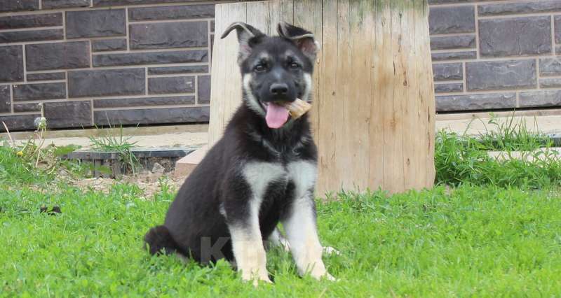 Собаки в Москве: Щенки восточноевропейской овчарки  Девочка, 45 000 руб. - фото 6