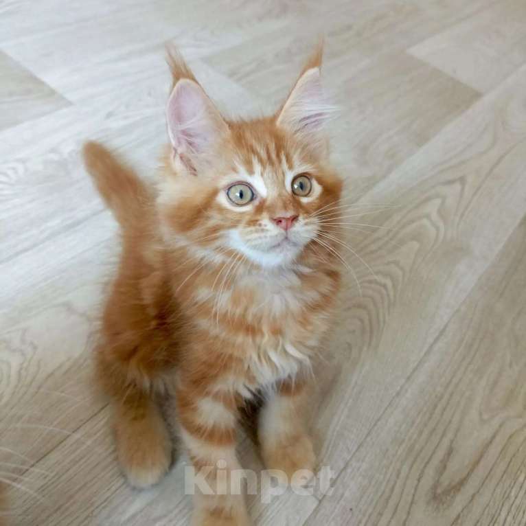 Кошки в Энгельс: Продам котят Мейн Кун Мальчик, 30 000 руб. - фото 2