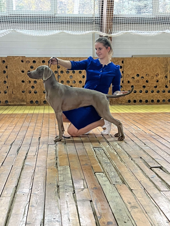 Собаки в Москве: Перспективная сука веймаранера 2,5 года Девочка, 1 000 руб. - фото 1