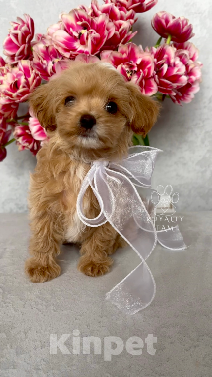 Собаки в Тольятти: Мини мальчик мальтипу F1 Royalty Fam Lovelace Мальчик, Бесплатно - фото 4