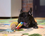 Собаки в Щелково: Очаровательный пацанчик французского бульдога  Мальчик, Бесплатно - фото 4