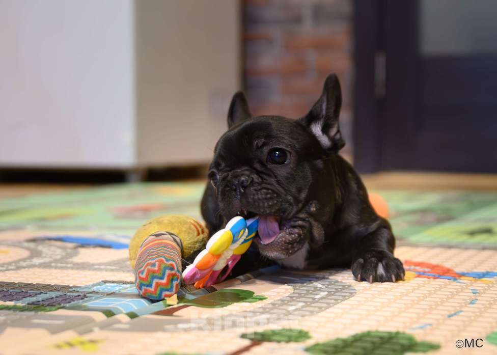 Собаки в Щелково: Очаровательный пацанчик французского бульдога  Мальчик, Бесплатно - фото 4