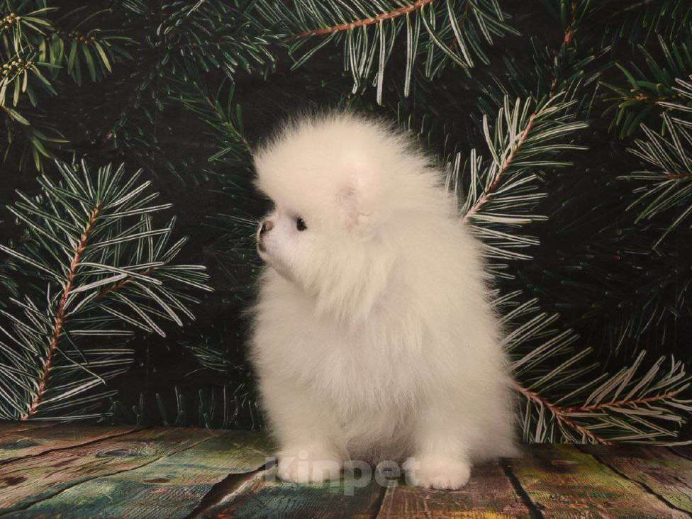 Собаки в Москве: Померанский шпиц белая девочка Девочка, 40 000 руб. - фото 3