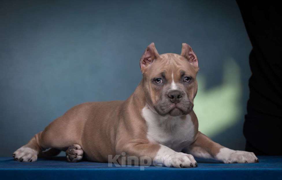 Собаки в Донецке: Бронирование щенков американский булли Мальчик, Бесплатно - фото 8