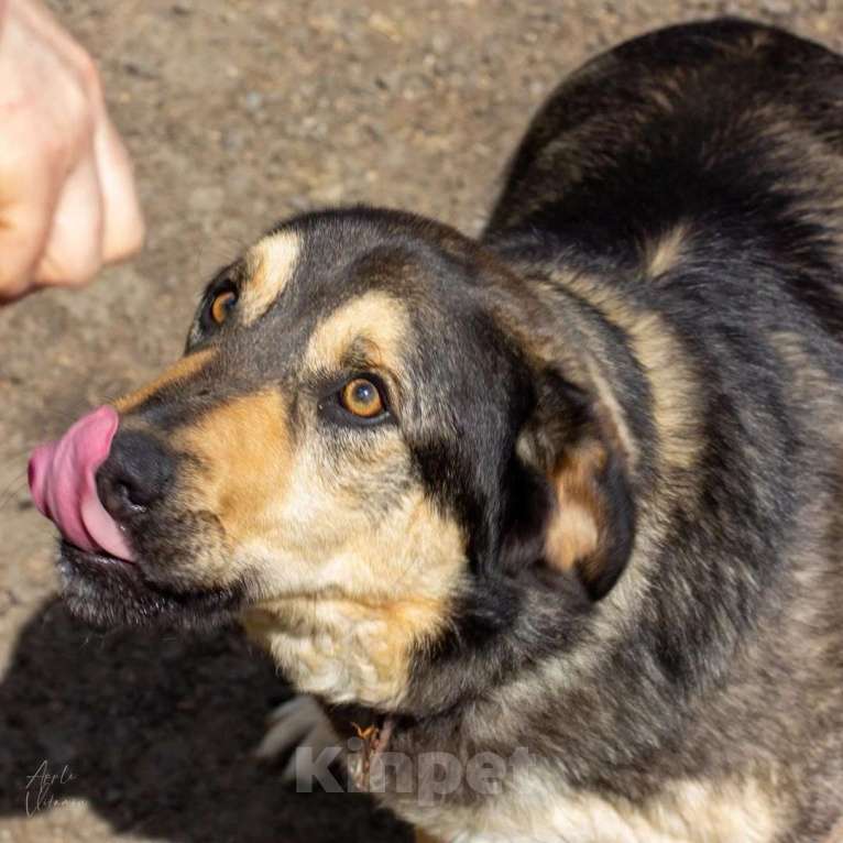 Собаки в Москве: Дэймон Мальчик, Бесплатно - фото 4