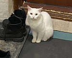 Кошки в Казани: Потерял белую кошку Мия Девочка, 2 000 руб. - фото 2
