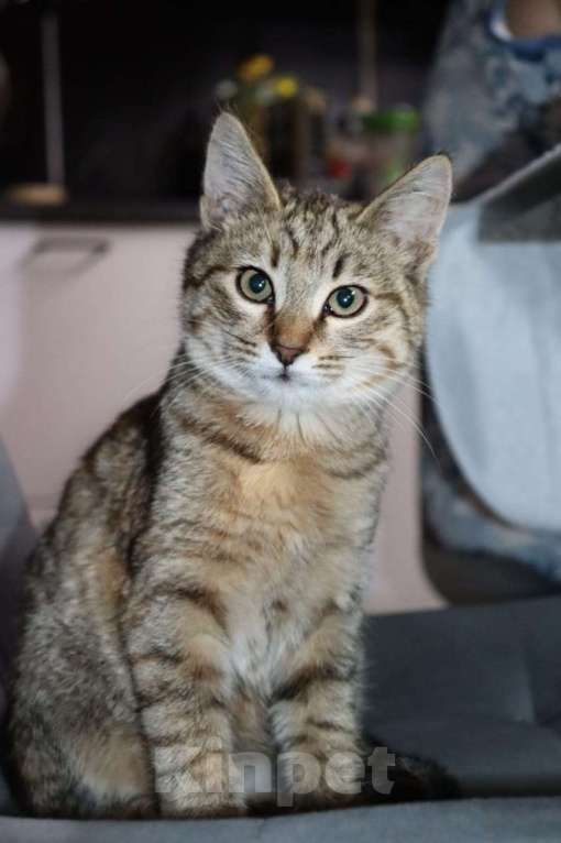 Кошки в Москве: Кристи ищет семью Девочка, Бесплатно - фото 3