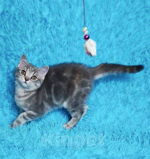 Кошки в Санкт-Петербурге: Шотландские котята Разнополые, 30 000 руб. - фото 2