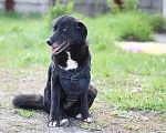Собаки в Москве: Особенная собака Боцман с пулями в добрые руки Девочка, 111 руб. - фото 6