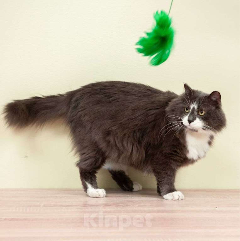 Кошки в Москве: Выкинутый хозяевами пушистый котик ищет дом! Мальчик, Бесплатно - фото 5