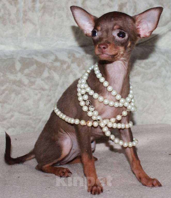 Собаки в Волгограде: Девочка - супер мини Девочка, 50 000 руб. - фото 3