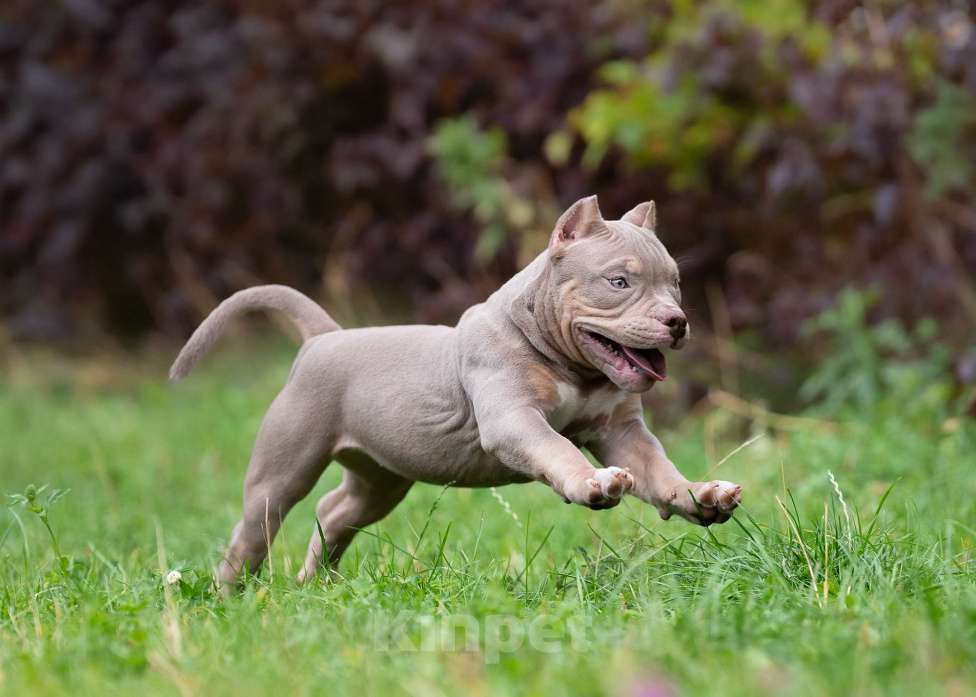 Собаки в Санкт-Петербурге: Предлагаются к продаже щенки американского булли  Девочка, 100 000 руб. - фото 4