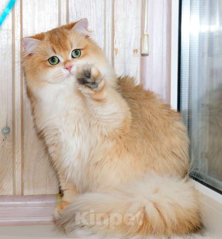Кошки в Рыбинске: Британская длинношерстная девочка 5,5 мес Девочка, 30 000 руб. - фото 4