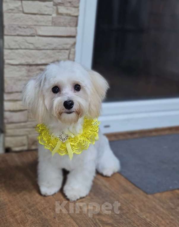 Собаки в Москве: Мальчик Мальтипу  Мальчик, 50 000 руб. - фото 3