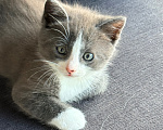 Кошки в Калининграде: Мультяшной внешности котик  Том😺 Мальчик, Бесплатно - фото 4