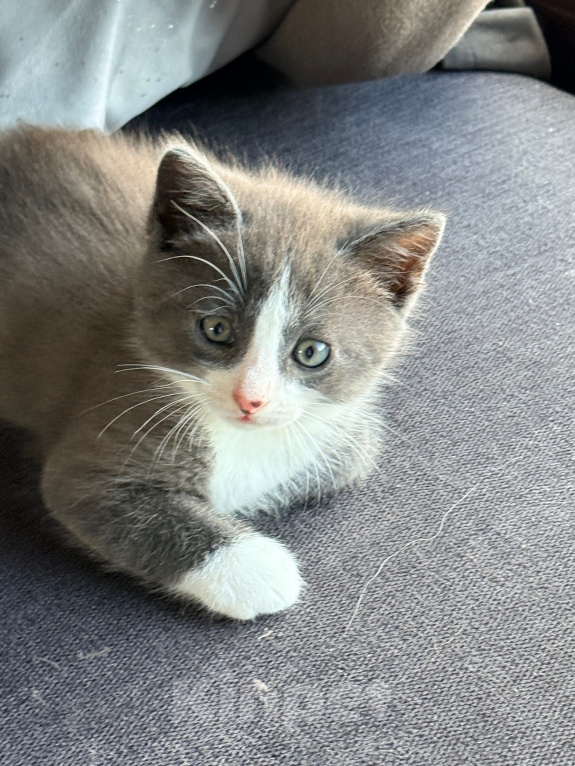 Кошки в Калининграде: Мультяшной внешности котик  Том😺 Мальчик, Бесплатно - фото 4