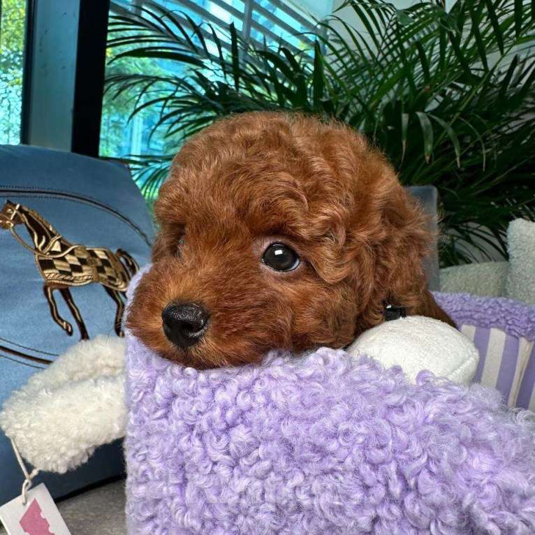 Собаки в Омске: Той-пудель, щенок Мальчик, 150 000 руб. - фото 3