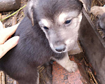 Собаки в Краснодаре: Щенок девочка 5 недель Девочка, 1 руб. - фото 1